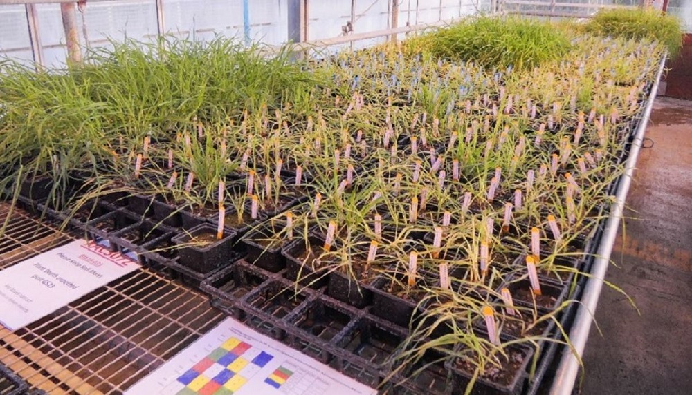 Screening pot-grown brome for herbicide resistance in a glasshouse